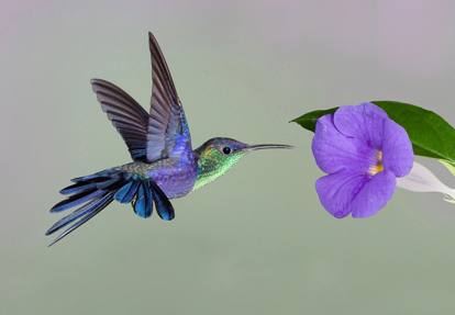 colibri