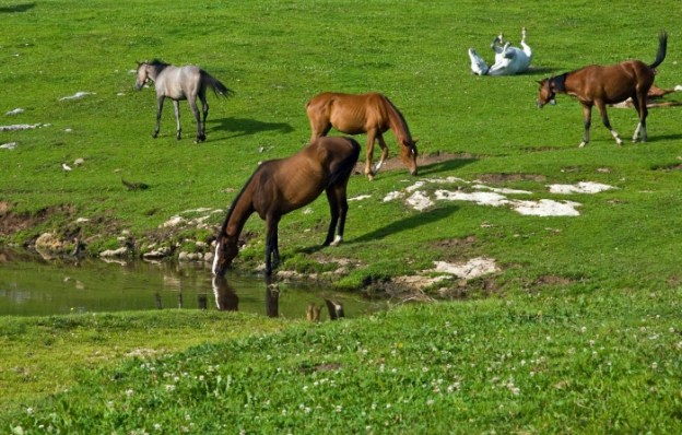 cavallo-al-pascolo